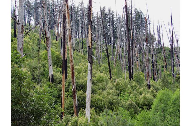 Study: Warming future means more fire, fewer trees in western biodiversity hotspot