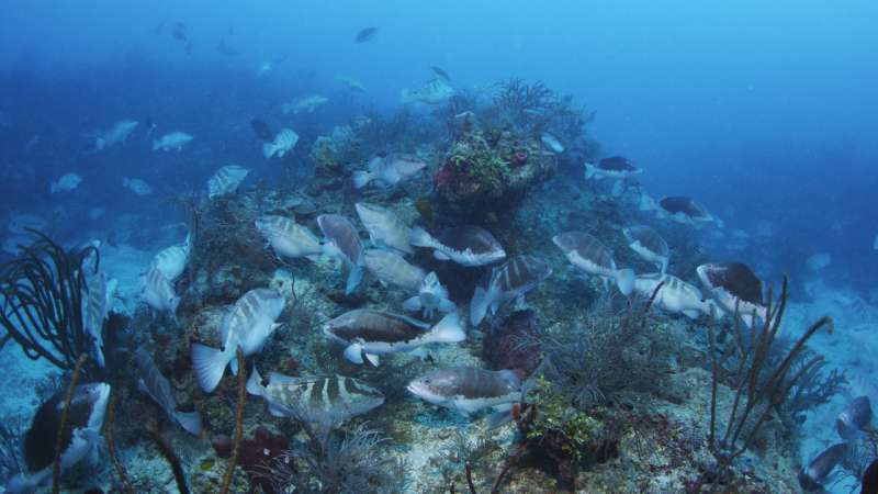 Success of conservation efforts for important Caribbean Reef fish hinges on climate change