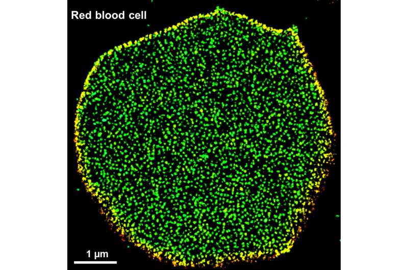 Super-resolution microscopy reveals fine detail of cellular mesh