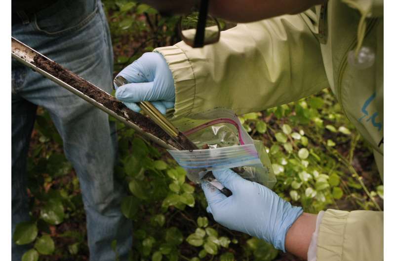 Swamp microbe has pollution-munching power