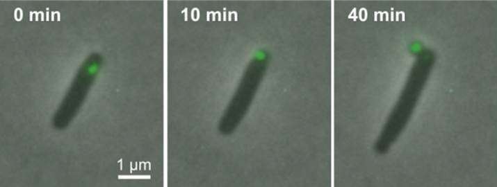 Taking out the (life-threatening) garbage: Bacteria eject trash to survive