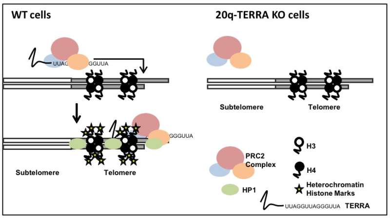 TERRAs, the non-coding RNAs that protect telomeres, are important epigenetic regulators
