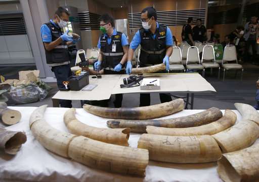 Thailand seizes large elephant tusks worth over $450,000