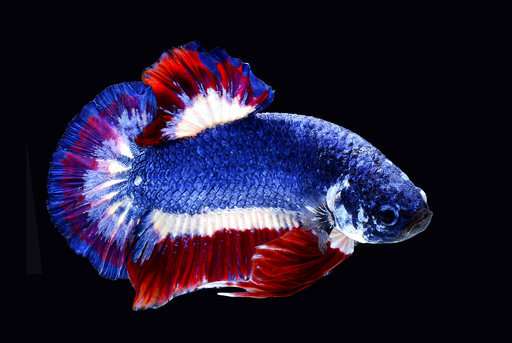 Thailand to honor beautiful, violent Siamese fighting fish