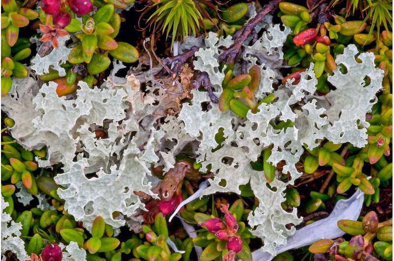The Alps are home to more than 3,000 lichens