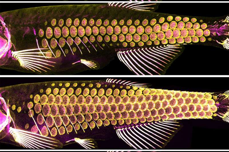 The ancient armor of fish -- scales -- provide clues to hair, feather development
