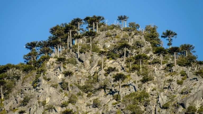 The araucaria araucana trees are still under threat from blight and climate change