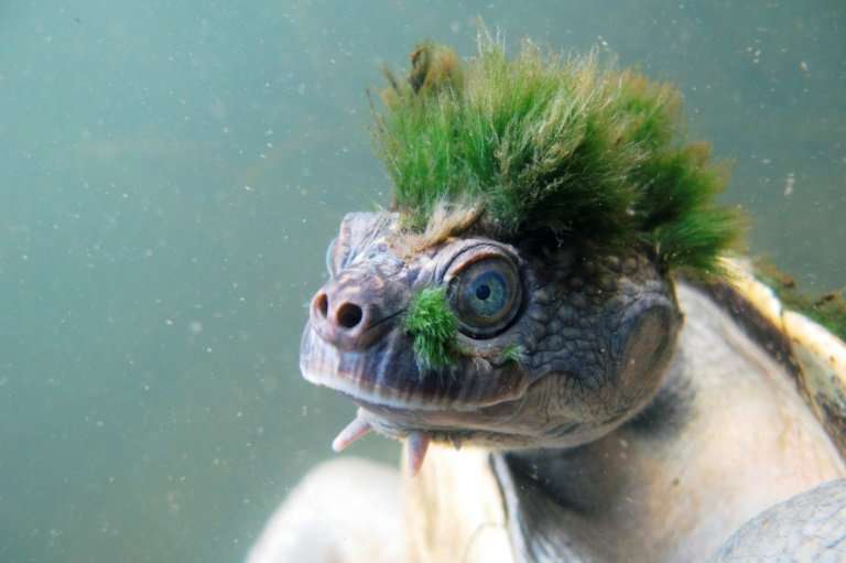The Australian Mary River turtle, with its punk hairdo