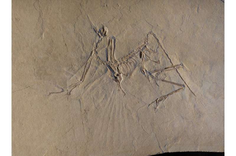 The early bird got to fly: Archaeopteryx was an active flyer