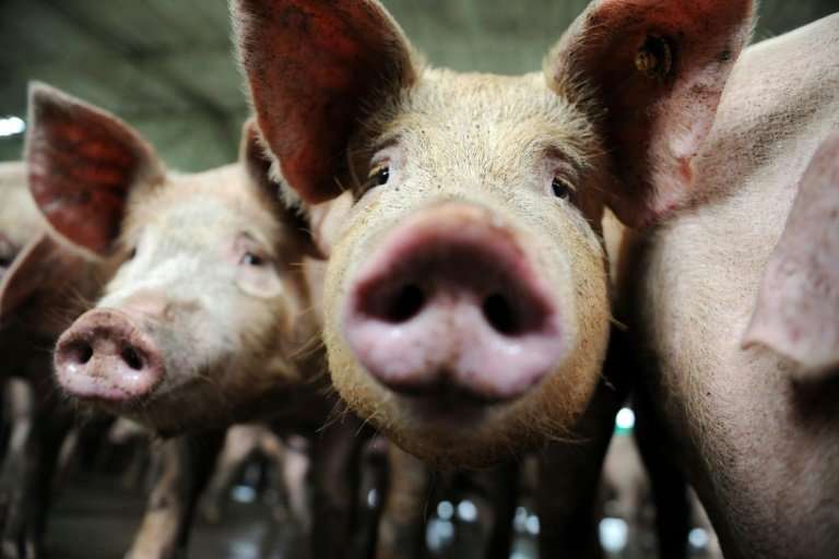 The European Union on Monday welcomed Belgium's decision to slaughter thousands of healthy pigs to isolate and eradicate an outb