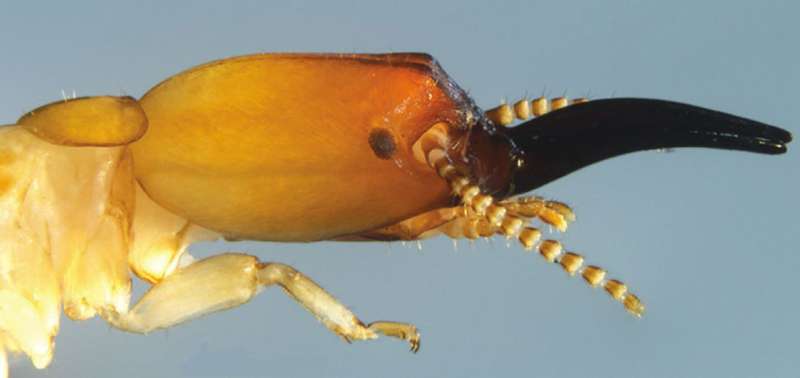 The first drywood termite known to use snapping stick-like mandibles to defend its colony