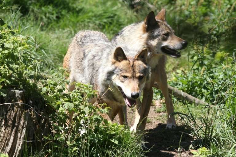 The French government announced it will allow the wolf population to grow 40 percent over the next five years, resisting pressur