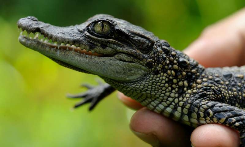 The heat is on – and that’s great news for rare Siamese crocodiles