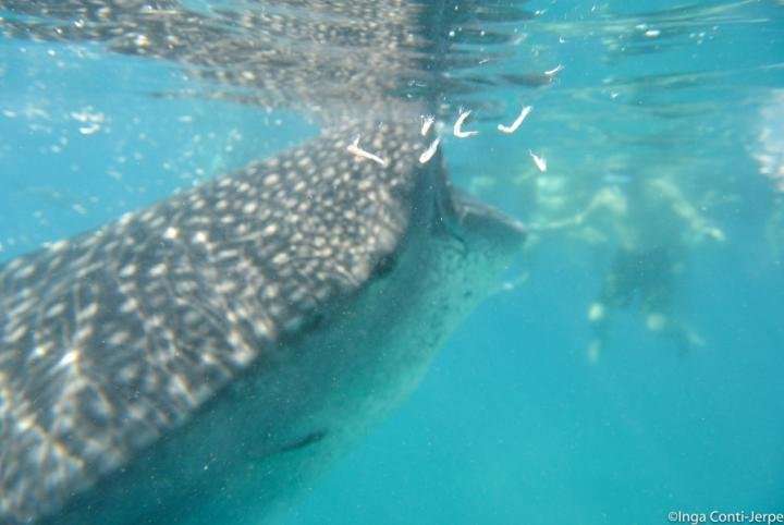 The impacts of whale shark mass tourism on the coral reefs in the Philippines