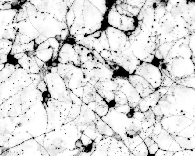 The joy of neurons: A simplified 'cookbook' for engineering brain cells to study disease