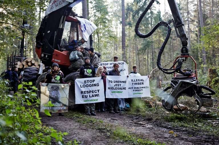 There have been a number of protests to block logging in Poland's Bialowieza Forest, Europe's last primeval woodland