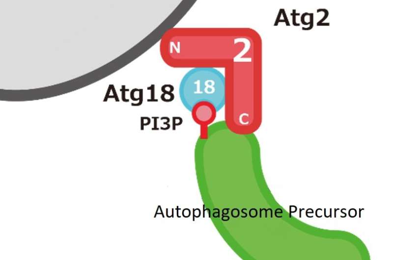The role of the Atg2 protein in tethering pre-autophagosomal membranes to the endoplasmic reticulum