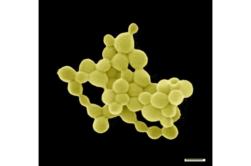 These bacteria produce gold by digesting toxic metals