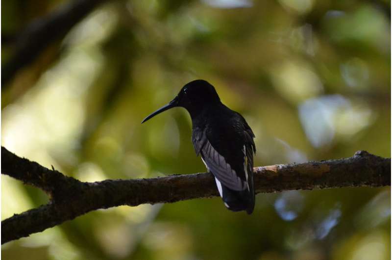 These tropical hummingbirds make cricket-like sounds other birds can't hear