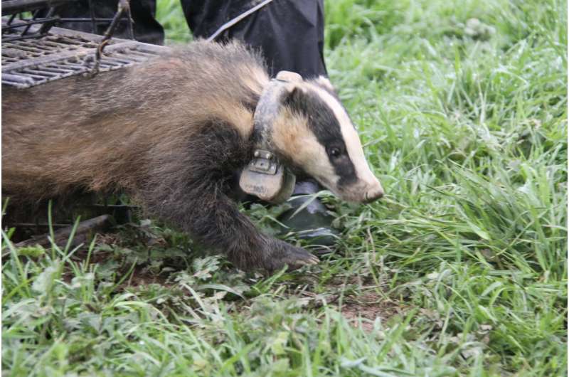 The 'Super-Ranger' badgers that may hold the key to limiting the spread of bovine TB