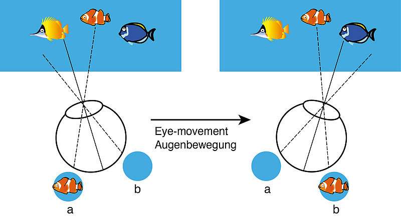 The visual system optimally maintains attention on relevant objects even as eyes move