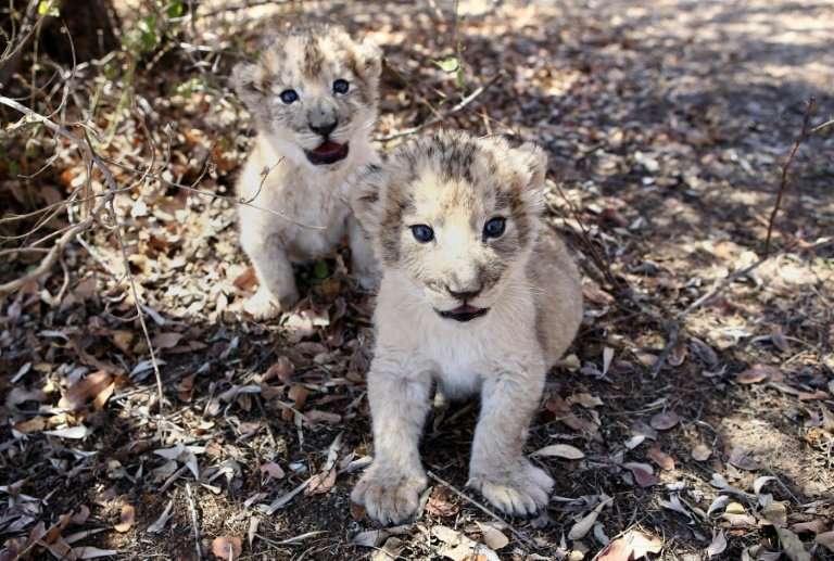 The world's first lion cubs born through artificial insemination, Victor and Isabel, at a conservation centre outside South Afri