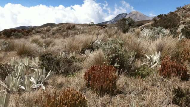 This unique Andean ecosystem is warming almost as fast as the Arctic