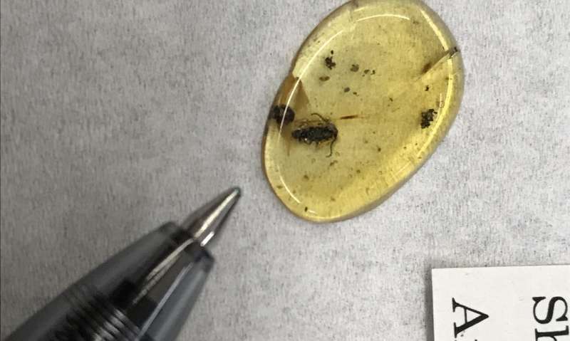 Tiny beetle trapped in amber might show how landmasses shifted