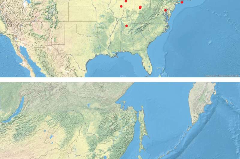 Tiny moth from Asia spreading fast on Siberian elms in eastern North America