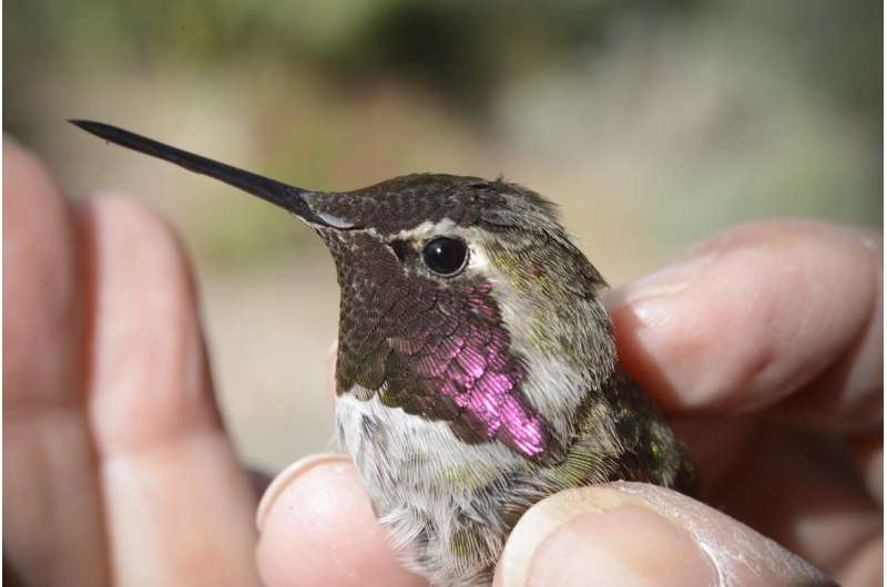Tiny tech tracks hummingbirds at urban feeders