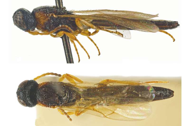 Total of 21 new parasitoid wasps following the first ever revision of their genus