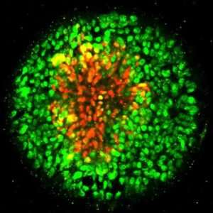 Toward a stem cell model of human nervous system development