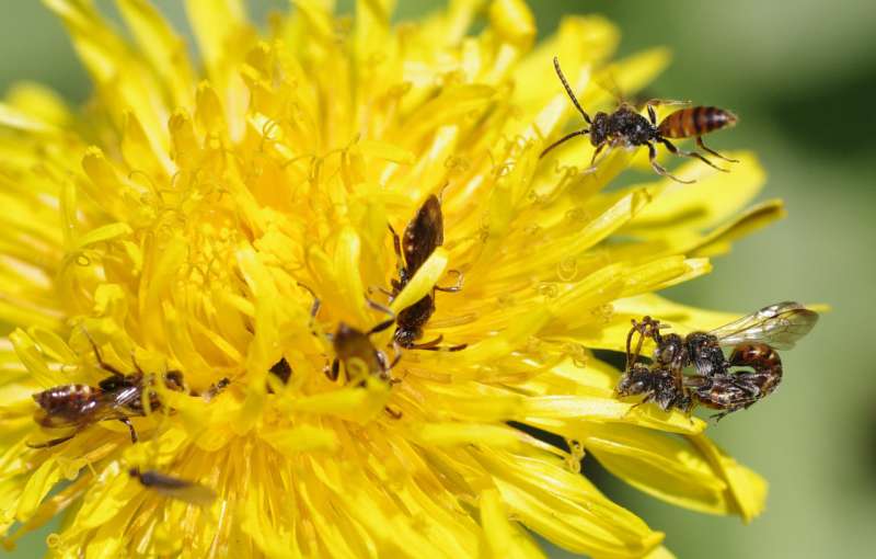 Towards untangling the 'antennal grabbing' phenomenon in mating cuckoo bees