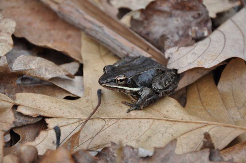 Traffic noise stresses out frogs, but some have adapted