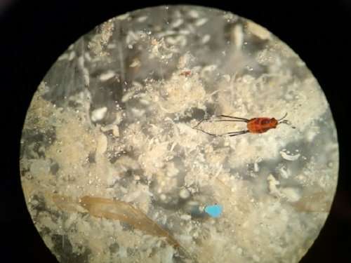 Trawl of Red Sea surface waters finds little plastic