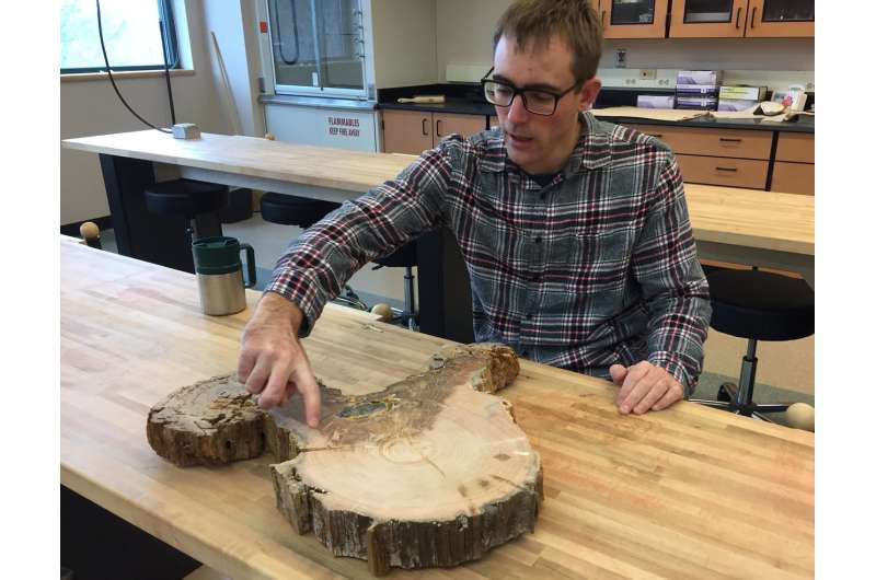 Tree-ring analysis explains physiology behind drought intolerance