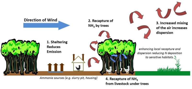 Trees can help mitigate ammonia emissions from farming
