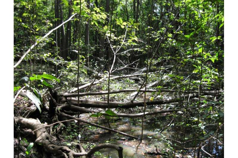 Tree species richness in Amazonian wetlands is three times greater than expected