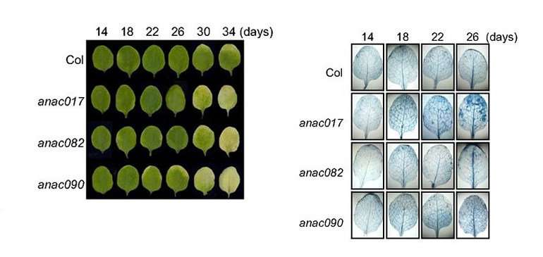 Troika of proteins controls leaf old age onset