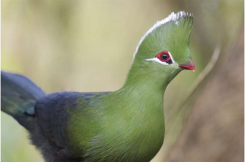 Tropical 'banana eater' birds lived in North America 52 million years ago
