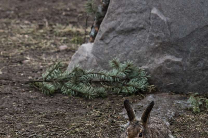 UM research identifies how snowshoe hares evolved to stay seasonally camouflaged