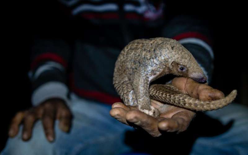 Undercover investigation: Socio-economic survey of pangolin hunting in Assam, India