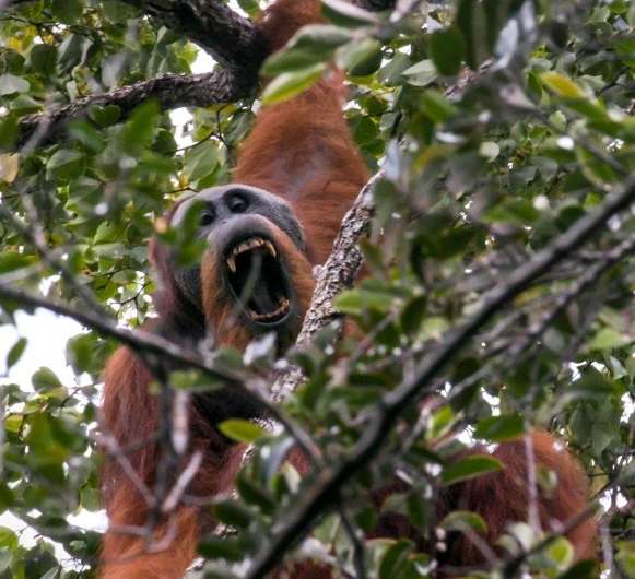 Until recently, scientists thought there were only two genetically distinct types of orangutan, the Bornean and Sumatran