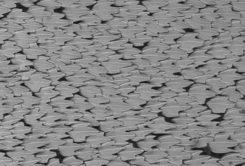 Using shark scales to design better drones, planes, and wind turbines