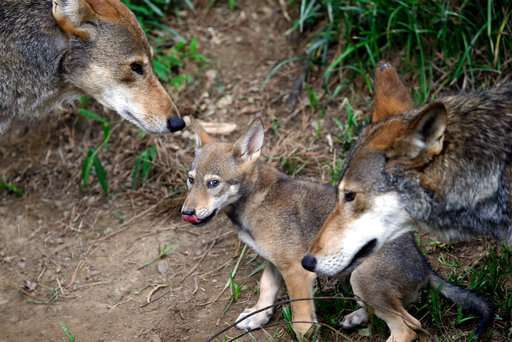 US proposes shrinking last endangered red wolf habitat