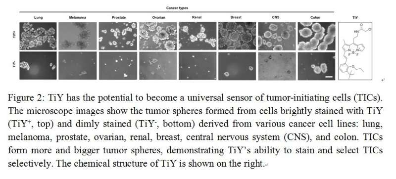 Versatile Sensor Against Tumor Initiating Cells