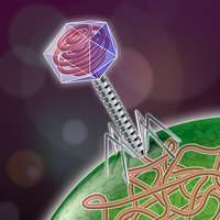 Viral infection a matter of simple physics
