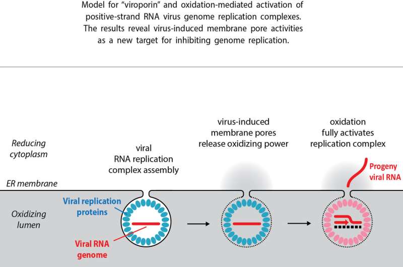 Viral replication discovery could spur new broad-spectrum antivirals