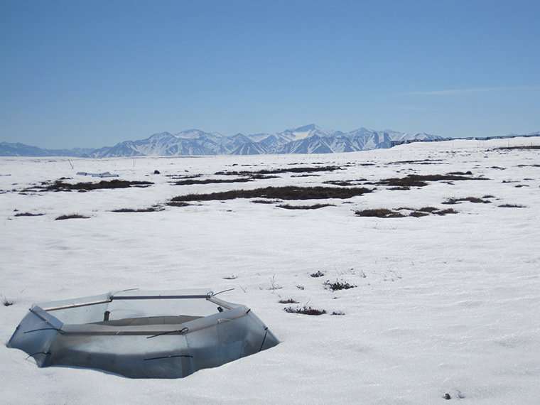 Warming alters predator-prey interactions in the Arctic
