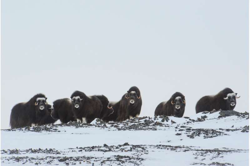 Warming Arctic climate constrains life in cold-adapted mammals